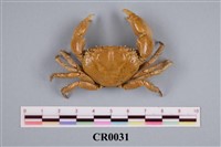 藏品(痣岩扇蟹)的圖片